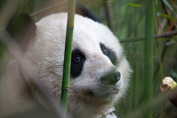 Tsao Tsao, a mother Panda at Wolong