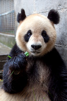 2012-05-07 Pandas at Wolong and Bifengxia